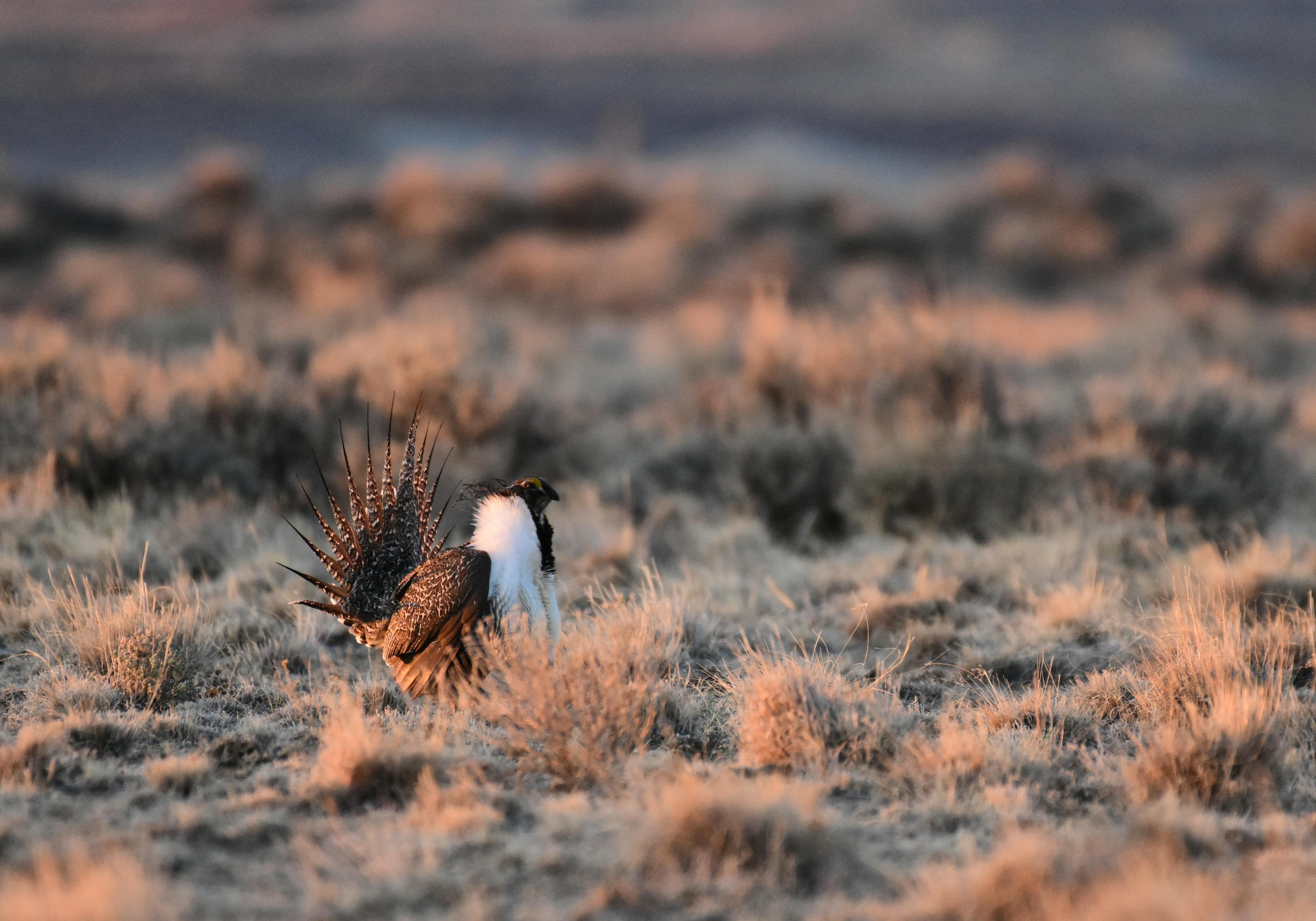Greater Sage-Grouse in sagebrush sea